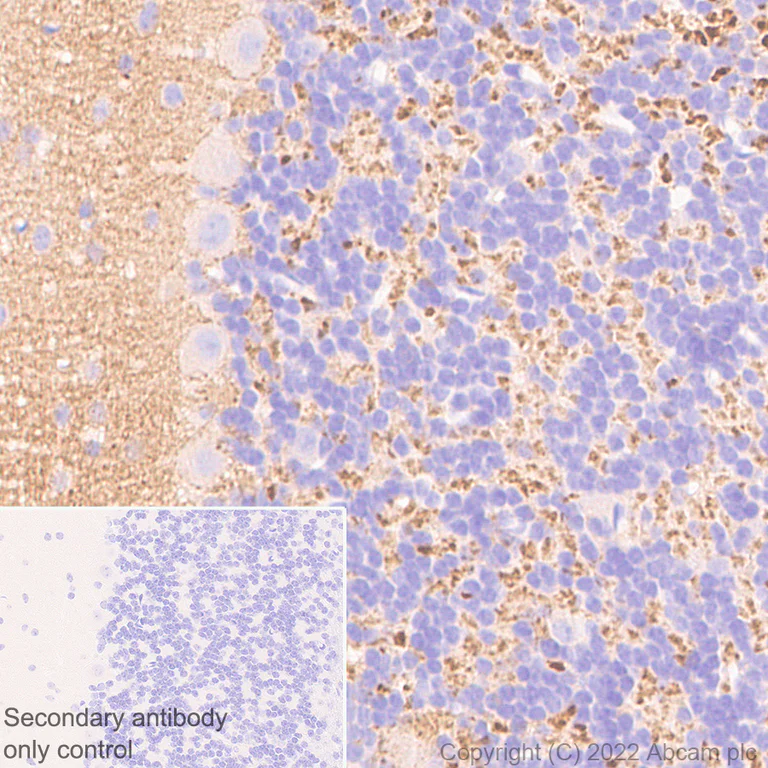 Immunohistochemistry - Anti-Rab3A antibody [EPR26022-9] (AB302518)