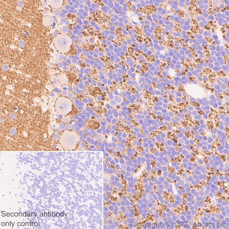 Immunohistochemistry - Anti-Rab3A antibody [EPR26022-9] (AB302518)