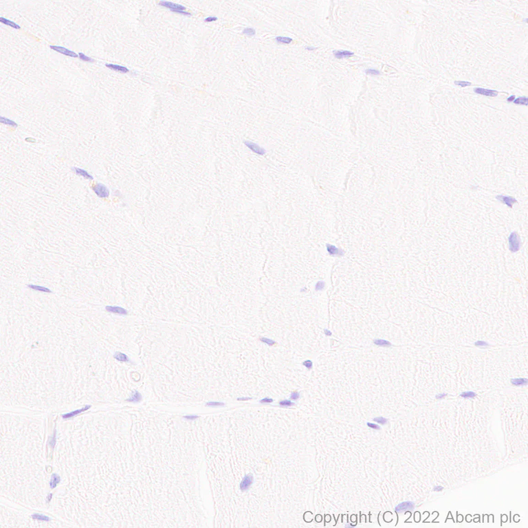 Immunohistochemistry - Anti-Rab3A antibody [EPR26022-9] (AB302518)