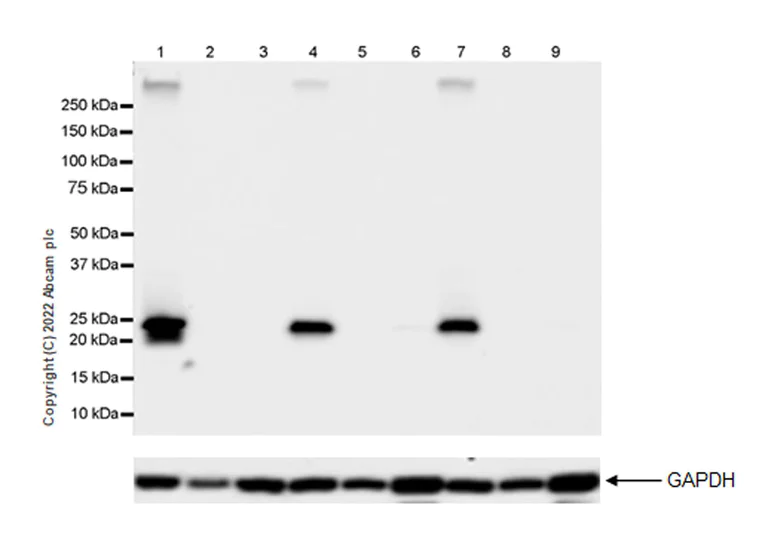 Western blot - Anti-Rab3A antibody [EPR26022-9] (AB302518)