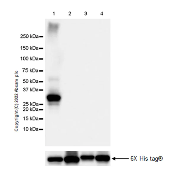 Western blot - Anti-Rab3A antibody [EPR26022-9] (AB302518)