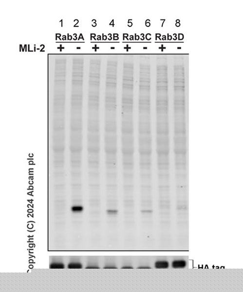 Western blot - Anti-Rab3A (phospho T86) antibody [MJF-R46-4] (AB316304), expandable thumbnail