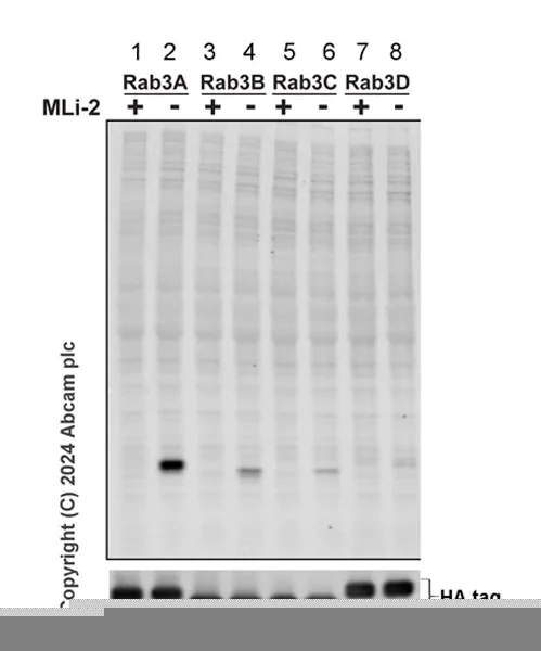 Western blot - Anti-Rab3A (phospho T86) antibody [MJF-R46-4] (AB316304)