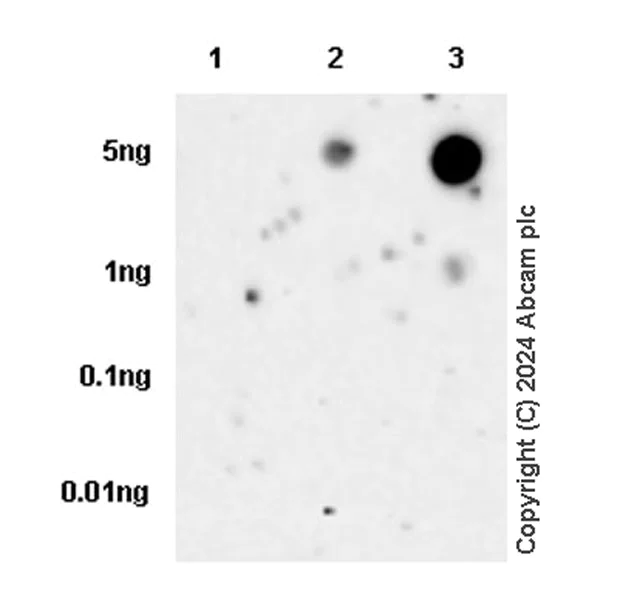 Western blot - Anti-Rab3A (phospho T86) antibody [MJF-R46-4] (AB316304)