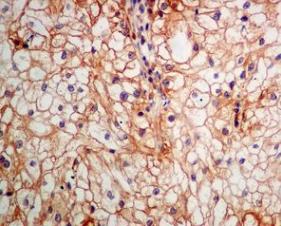 Immunohistochemistry (Formalin/PFA-fixed paraffin-embedded sections) - Anti-Rab3D antibody [EPR8106] (AB128997), expandable thumbnail