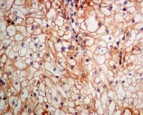 Immunohistochemistry (Formalin/PFA-fixed paraffin-embedded sections) - Anti-Rab3D antibody [EPR8106] (AB128997)