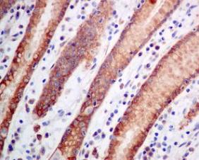 Immunohistochemistry (Formalin/PFA-fixed paraffin-embedded sections) - Anti-Rab3D antibody [EPR8106] (AB128997), expandable thumbnail