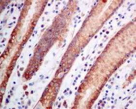 Immunohistochemistry (Formalin/PFA-fixed paraffin-embedded sections) - Anti-Rab3D antibody [EPR8106] (AB128997)