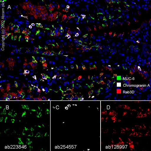 Multiplex immunohistochemistry - Anti-Rab3D antibody [EPR8106] (AB128997)