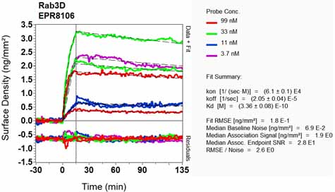 OI-RD Scanning - Anti-Rab3D antibody [EPR8106] (AB128997), expandable thumbnail