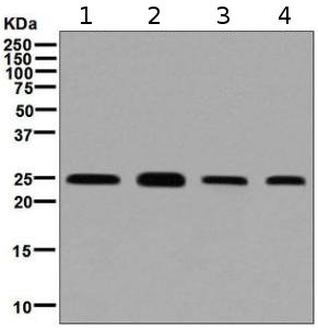 Western blot - Anti-Rab3D antibody [EPR8106] (AB128997), expandable thumbnail