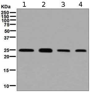 Western blot - Anti-Rab3D antibody [EPR8106] (AB128997)