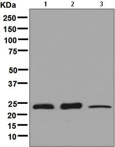 Western blot - Anti-Rab3D antibody [EPR8107] (AB133301)