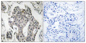 Immunohistochemistry (Formalin/PFA-fixed paraffin-embedded sections) - Anti-RAB3GAP2 antibody (AB110462)