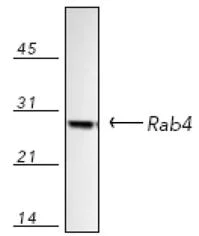 Western blot - Anti-Rab4 antibody - Early Endosome Marker (AB13252)