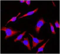 Immunocytochemistry/ Immunofluorescence - Anti-Rab4 antibody [EPR3042] - Early Endosome Marker (AB108974)