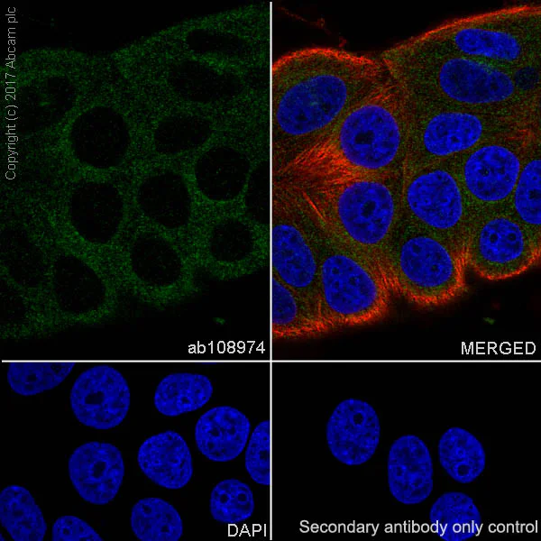 Immunocytochemistry/ Immunofluorescence - Anti-Rab4 antibody [EPR3042] - Early Endosome Marker (AB108974)