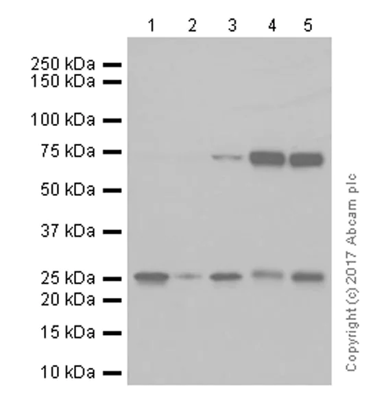 Western blot - Anti-Rab4 antibody [EPR3042] - Early Endosome Marker (AB108974)
