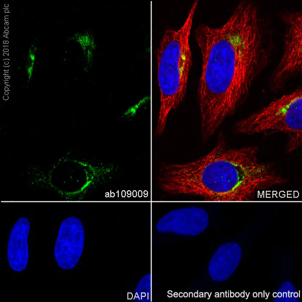 Immunocytochemistry/ Immunofluorescence - Anti-Rab4 antibody [EPR3043] - BSA and Azide free (AB226047)