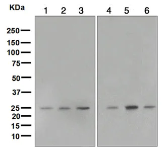 Western blot - Anti-Rab4 antibody [EPR3043] - Early Endosome Marker (AB109009)