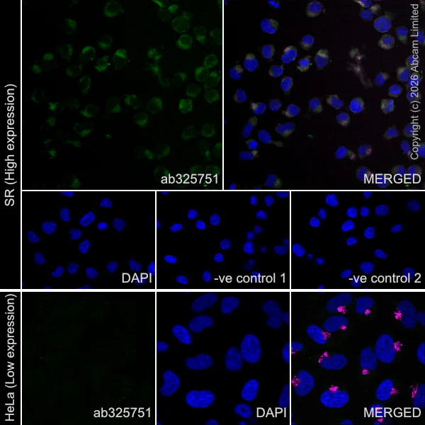 Immunocytochemistry/ Immunofluorescence - Anti-RAB43 antibody [EPR30492-530] (AB325751)
