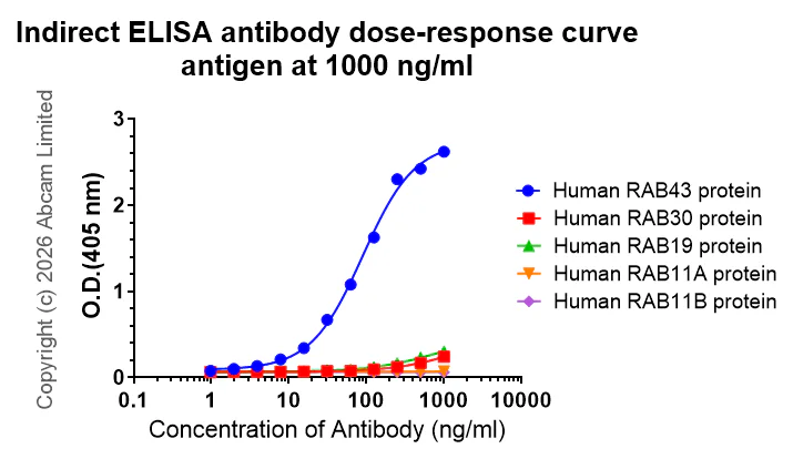 Indirect ELISA - Anti-RAB43 antibody [EPR30492-530] - BSA and Azide free (AB326413)