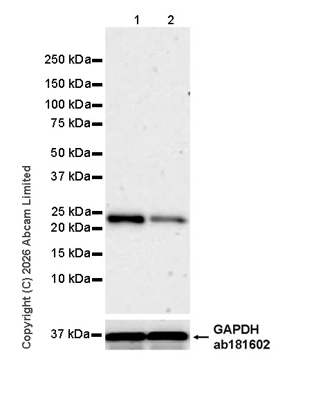 Western blot - Anti-RAB43 antibody [EPR30492-530] - BSA and Azide free (AB326413)