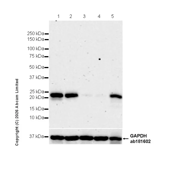 Western blot - Anti-RAB43 antibody [EPR30492-530] - BSA and Azide free (AB326413)