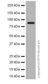 Western blot - Anti-RAB45 antibody [EPR16349] (AB194827), expandable thumbnail