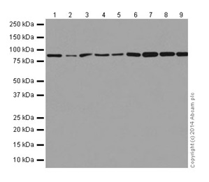 Western blot - Anti-RAB45 antibody [EPR16349] (AB194827), expandable thumbnail