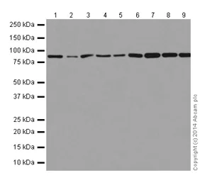 Western blot - Anti-RAB45 antibody [EPR16349] (AB194827)