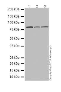Western blot - Anti-RAB45 antibody [EPR16349] (AB194827), expandable thumbnail