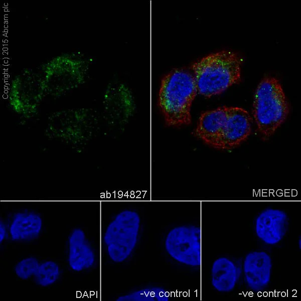 Immunocytochemistry/ Immunofluorescence - Anti-RAB45 antibody [EPR16349] - BSA and Azide free (AB251195)