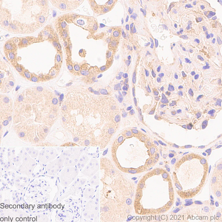 Immunohistochemistry (Formalin/PFA-fixed paraffin-embedded sections) - Anti-Rab5 antibody [1/Rab5] - BSA and Azide free (AB288775)