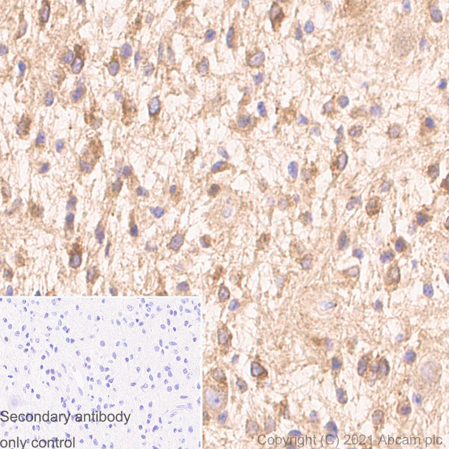 Immunohistochemistry (Formalin/PFA-fixed paraffin-embedded sections) - Anti-Rab5 antibody [1/Rab5] - BSA and Azide free (AB288775), expandable thumbnail