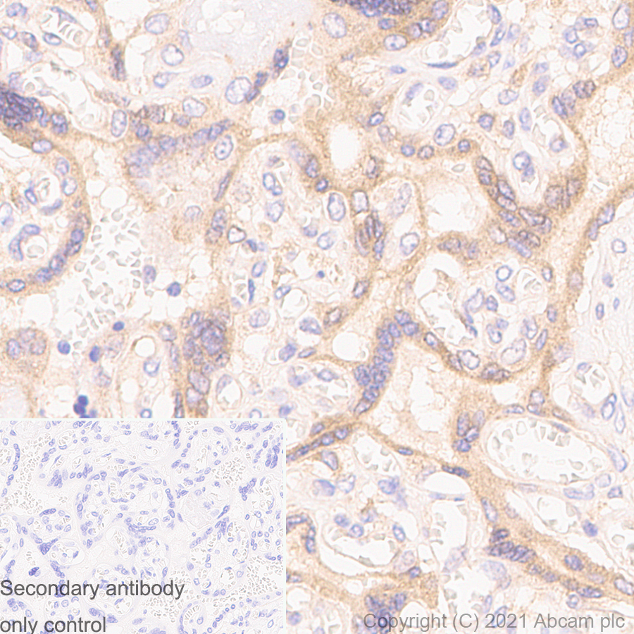 Immunohistochemistry (Formalin/PFA-fixed paraffin-embedded sections) - Anti-Rab5 antibody [1/Rab5] - BSA and Azide free (AB288775), expandable thumbnail