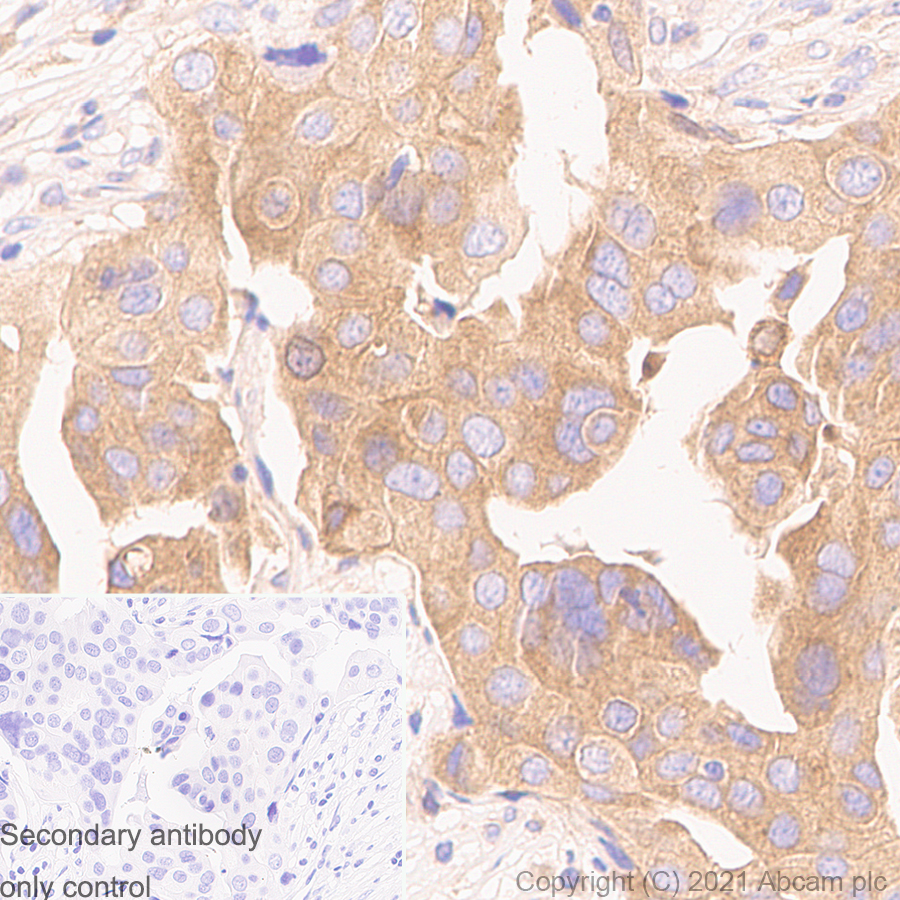 Immunohistochemistry (Formalin/PFA-fixed paraffin-embedded sections) - Anti-Rab5 antibody [1/Rab5] - BSA and Azide free (AB288775), expandable thumbnail
