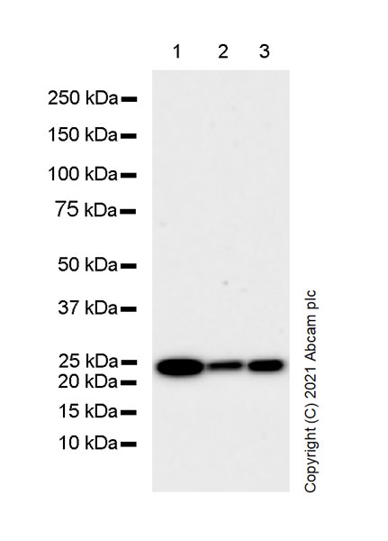 Western blot - Anti-Rab5 antibody [1/Rab5] - BSA and Azide free (AB288775), expandable thumbnail