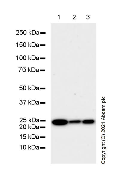 Western blot - Anti-Rab5 antibody [1/Rab5] - BSA and Azide free (AB288775)