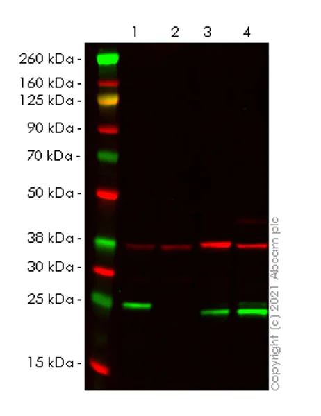 Western blot - Anti-Rab5 antibody [1/Rab5] - BSA and Azide free (AB288775)