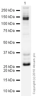 Western blot - Anti-Rab5 antibody - Drosophila Early Endosome Marker (AB31261)