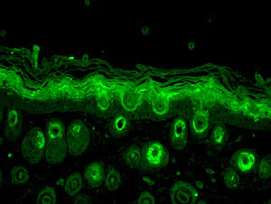 Immunohistochemistry (Formalin/PFA-fixed paraffin-embedded sections) - Anti-Rab5 antibody - Early Endosome Marker (AB13253)