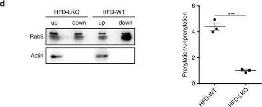 Western blot - Anti-Rab5 antibody - Early Endosome Marker (AB18211)