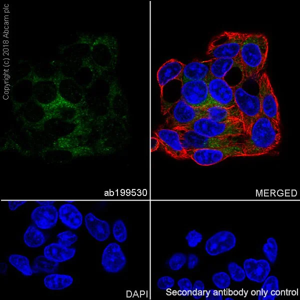 Immunocytochemistry/ Immunofluorescence - Anti-Rab5 antibody [EPR17321] - BSA and Azide free (AB251279)