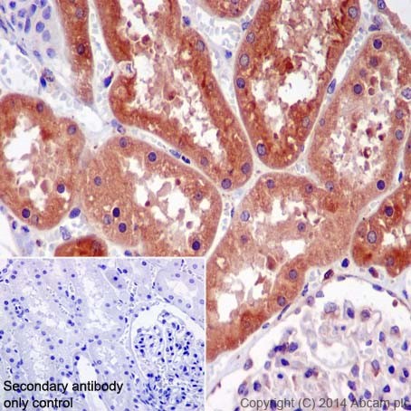 Immunohistochemistry (Formalin/PFA-fixed paraffin-embedded sections) - Anti-Rab5 antibody [EPR17321] - BSA and Azide free (AB251279), expandable thumbnail