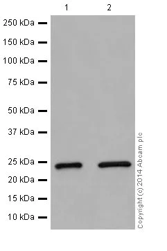 Western blot - Anti-Rab5 antibody [EPR17321] - BSA and Azide free (AB251279)