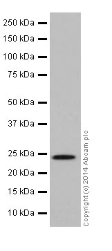 Western blot - Anti-Rab5 antibody [EPR17321] - BSA and Azide free (AB251279)