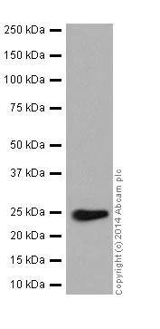 Western blot - Anti-Rab5 antibody [EPR17321] - BSA and Azide free (AB251279)