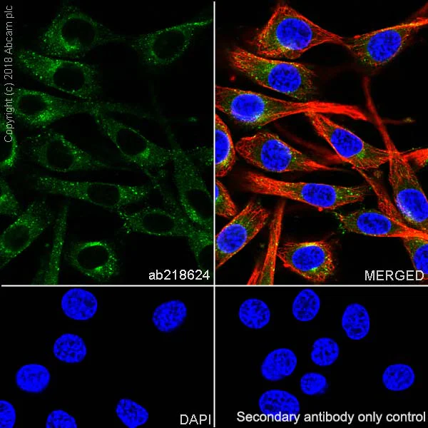 Immunocytochemistry/ Immunofluorescence - Anti-Rab5 antibody [EPR21801] - BSA and Azide free (AB231095)