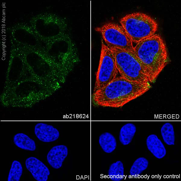 Immunocytochemistry/ Immunofluorescence - Anti-Rab5 antibody [EPR21801] - BSA and Azide free (AB231095)